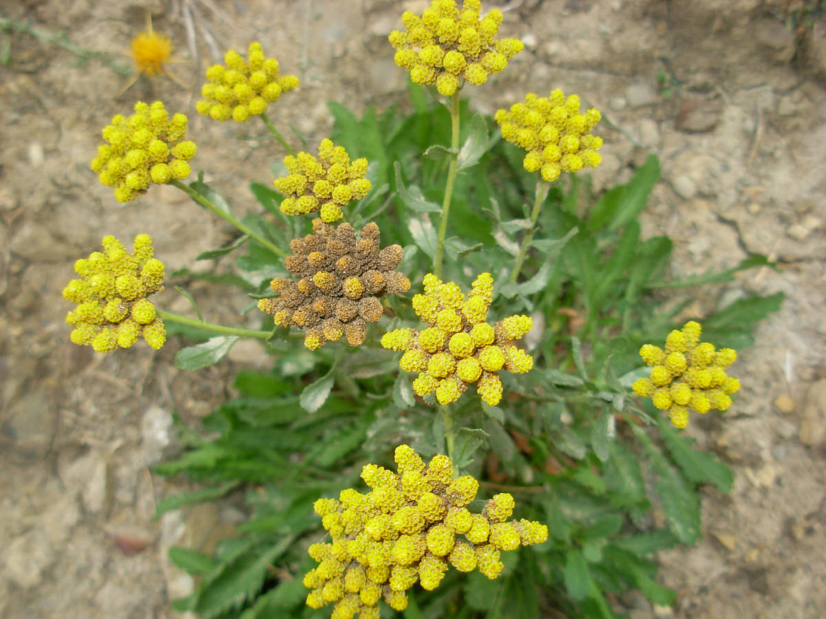 Achillea ageratum L. / Millefoglio agerato